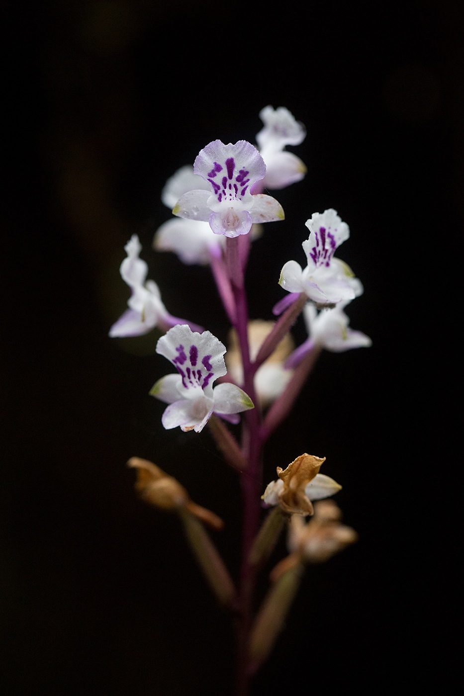 Orchidée Cynorkis Squamosa (Salazie) - Réunion