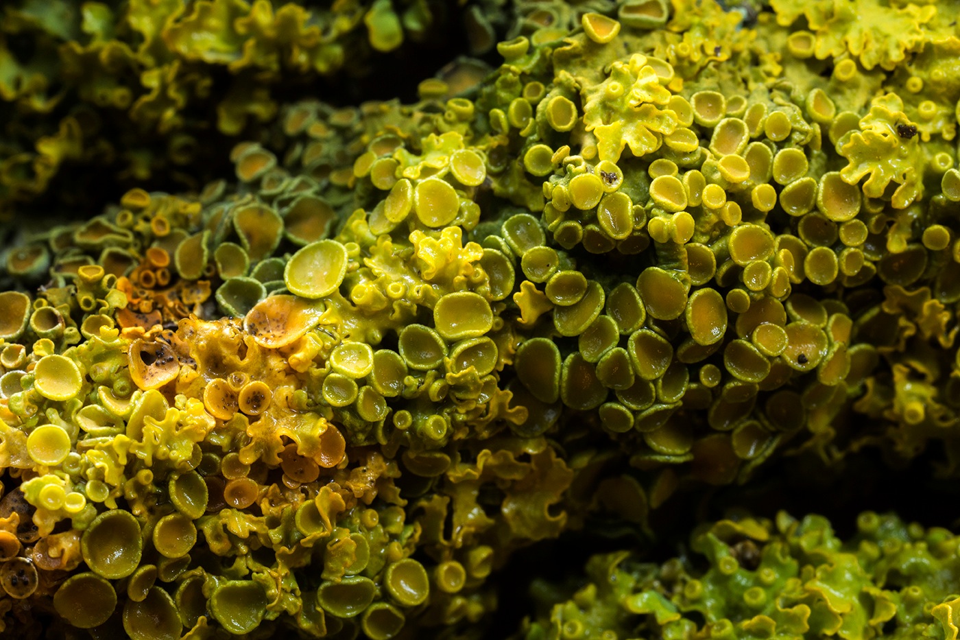 Lichen encroûtant jaune ou parmélie des murailles (Xanthoria p
