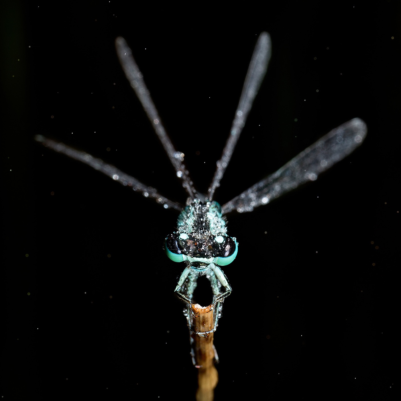 Agrion Ischnura elegans (carré)