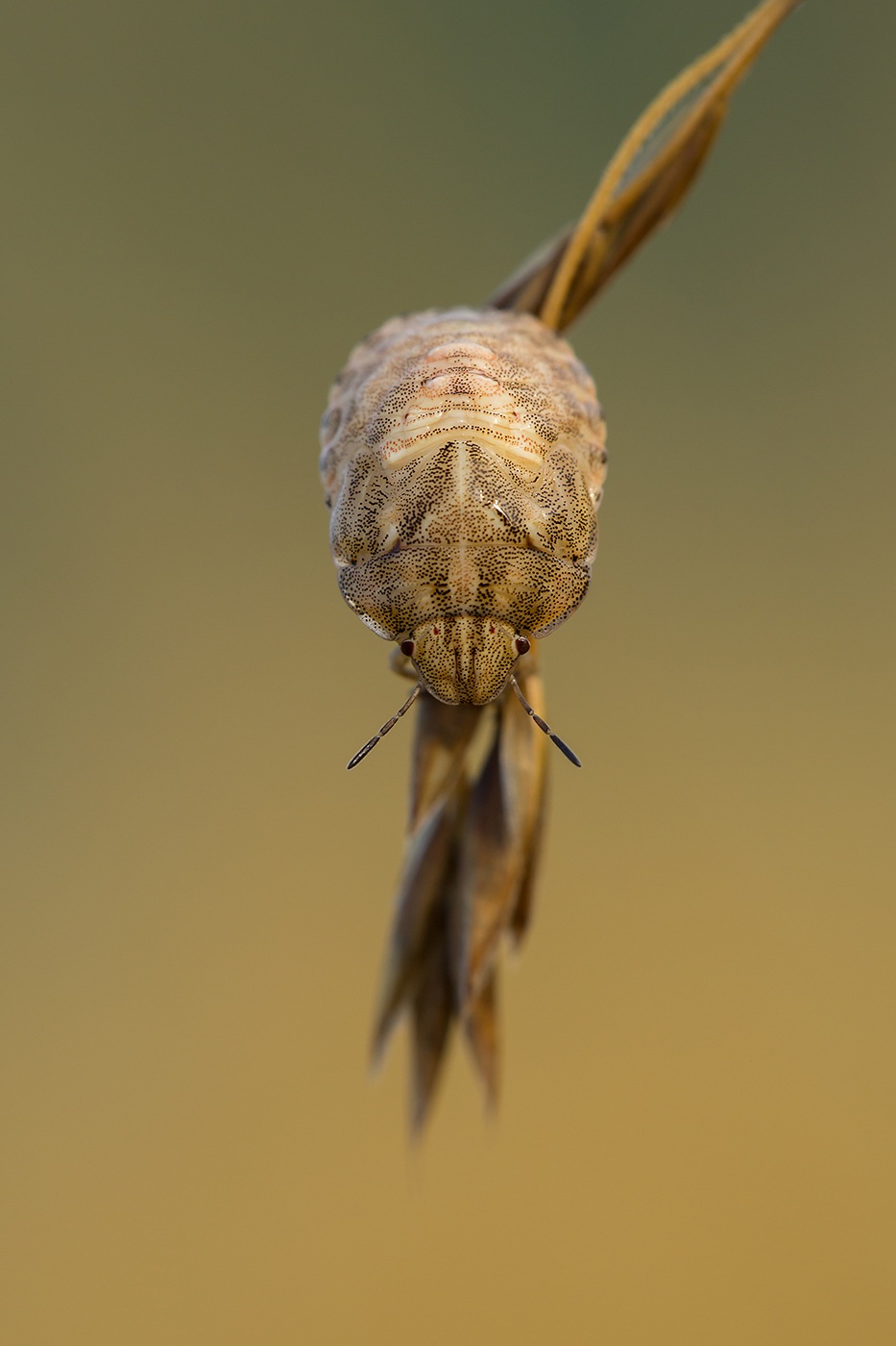 Larve de punaise (Eurygaster sp.)