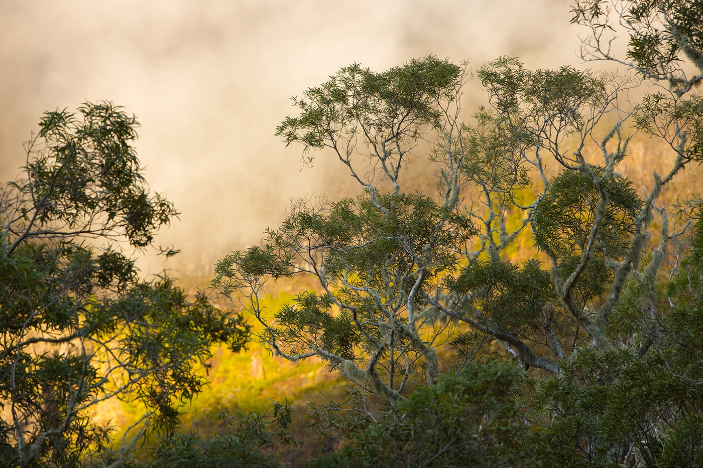 Acacia Heterophylla (Tamarins des hauts) Coucher de soleil sur le plateau du Kerval (Cirque de Mafate - île de la Réunion)Alt. 1770m