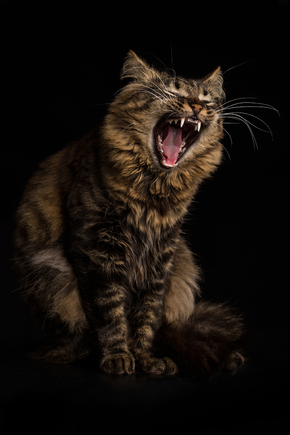 16-photographe-animaux-domestiques-chat-guillaume-heraud