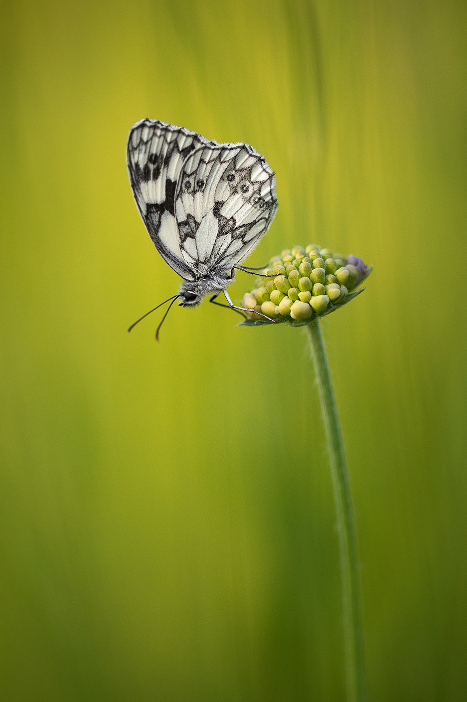 20-photographe-nature-papillon-guillaume-heraud