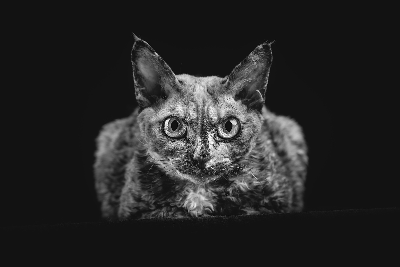 22-photographe-animaux-domestiques-chat-guillaume-heraud