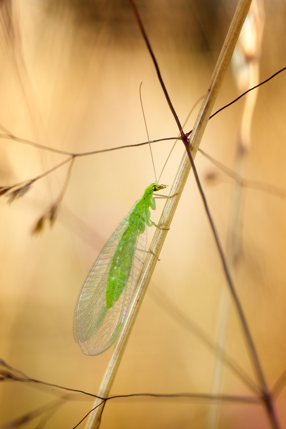 43-photographe-nature-insecte-chrysope-guillaume-heraud