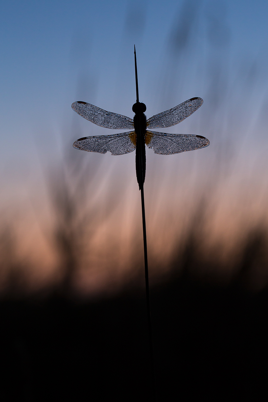 47-photographe-nature-insecte-libellule-guillaume-heraud
