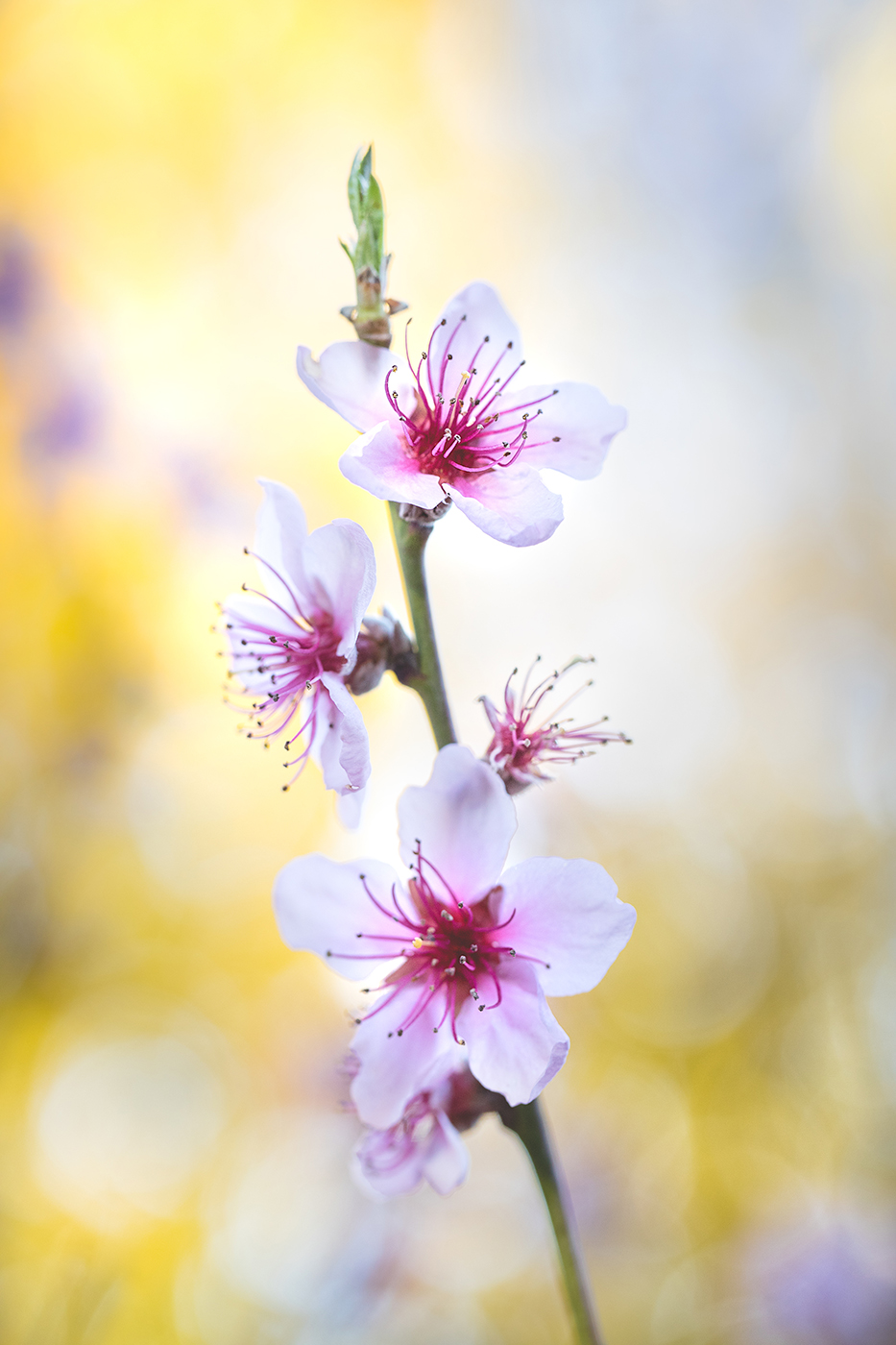65-photographe-nature-fleurs-guillaume-heraud