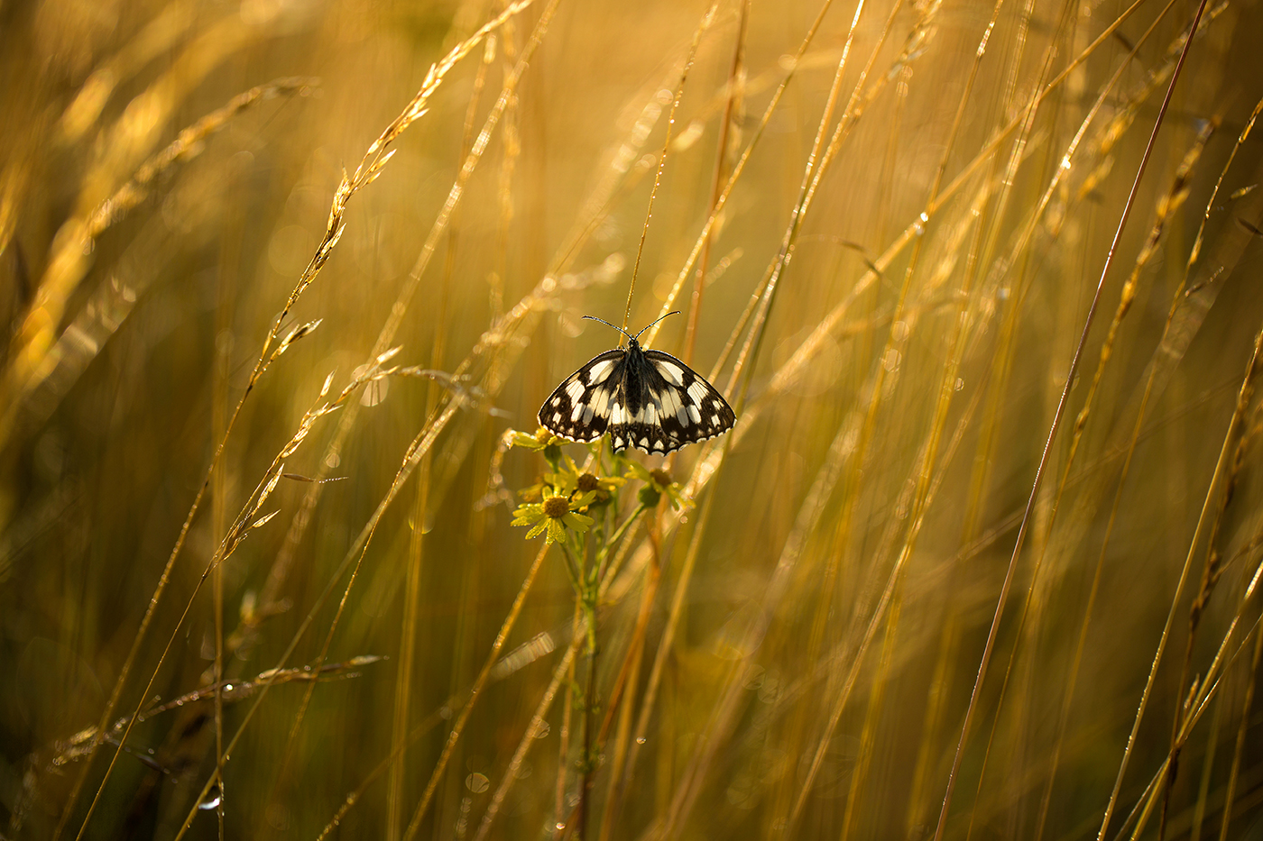 78-photographe-nature-papillon-guillaume-heraud