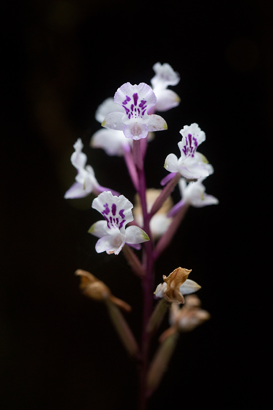 92-photographe-flore-orchidee-salazie-guillaume-heraud