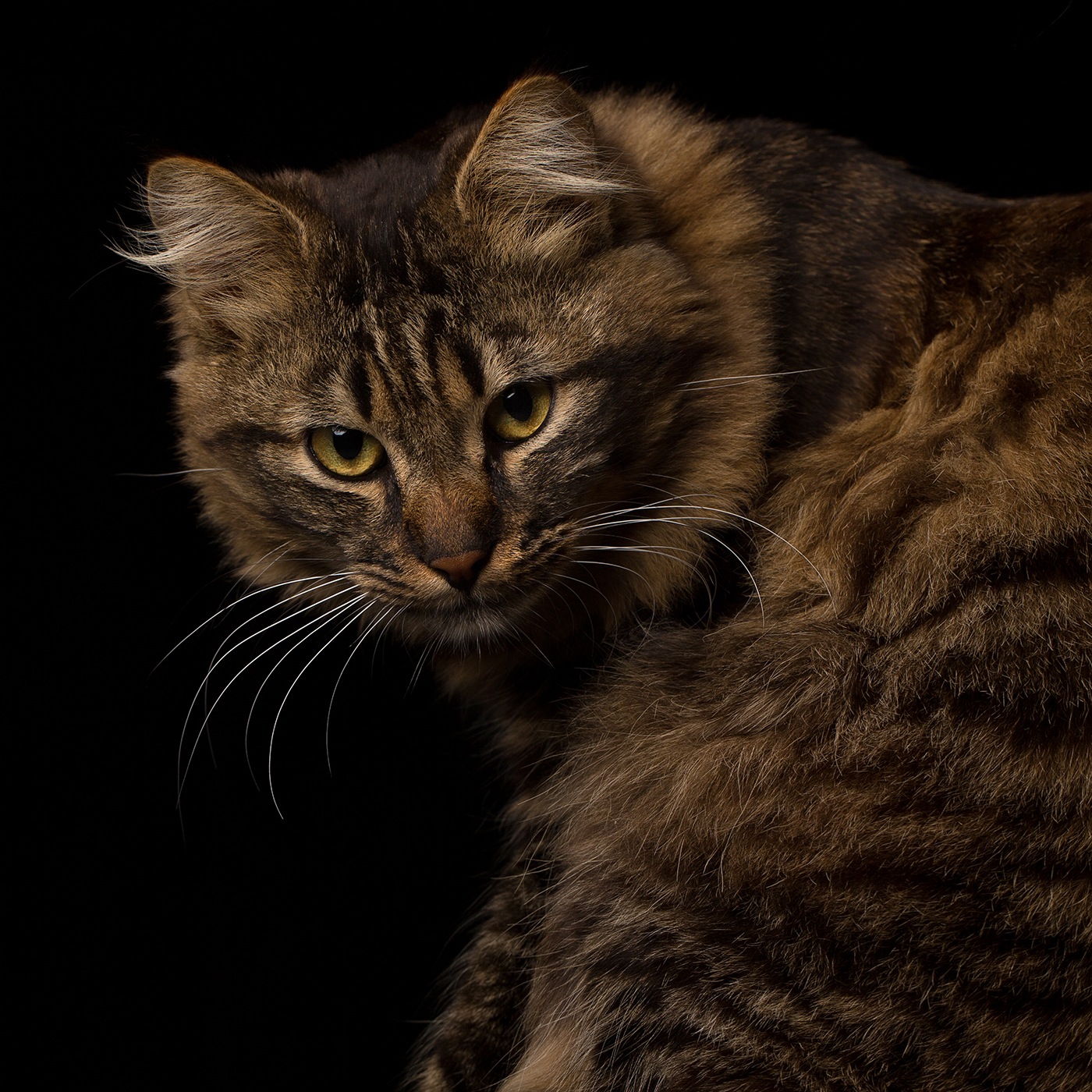 photographe-animaux-domestiques-chat-guillaume-heraud-06-small