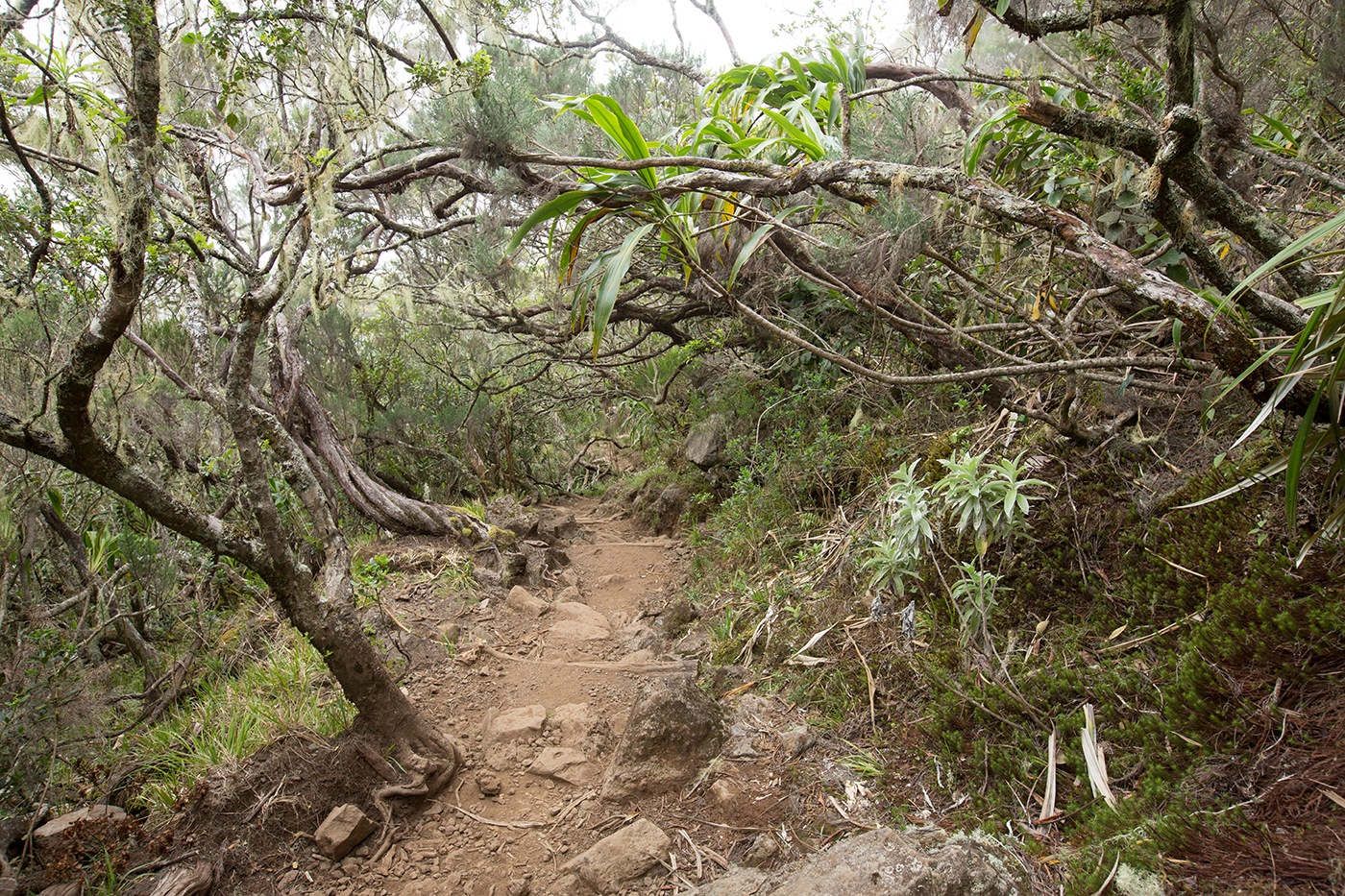 Le Bloc Sentier du Piton des neiges Guillaume Héraud