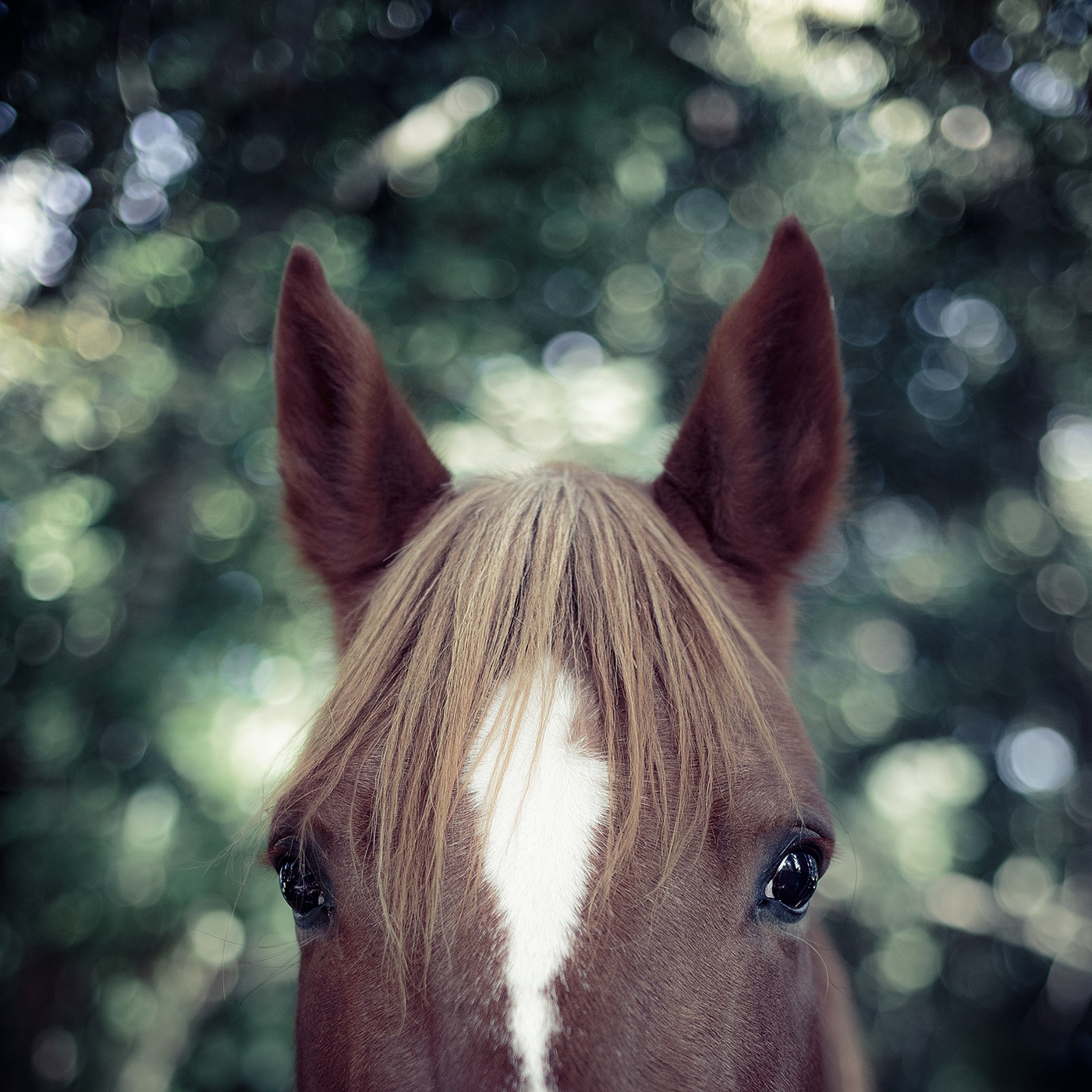 photographe-animaux-domestiques-chevaux-guillaume-heraud-02-small