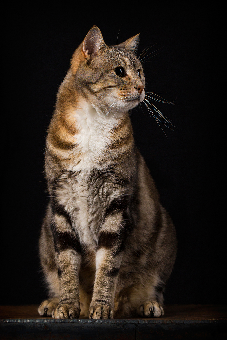 photographe-animaux-domestiques-chat-guillaume-heraud-18