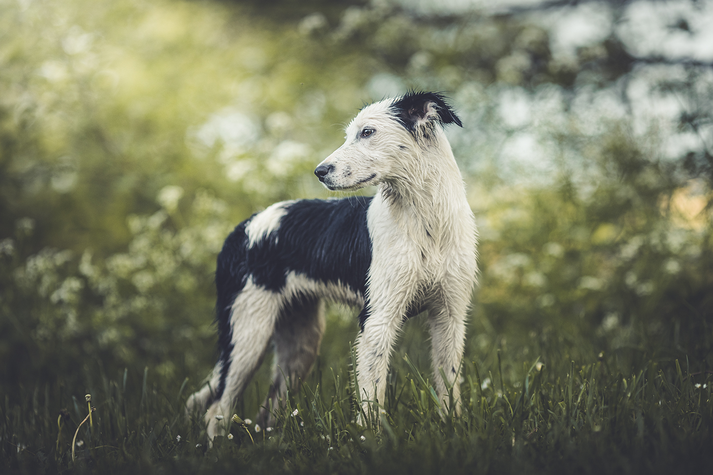 photographe-animalier-chien-Canin-poitiers-guillaume-heraud-16